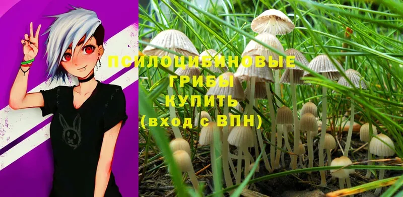 где купить   Советский  Псилоцибиновые грибы Psilocybine cubensis 